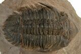 Beautiful Metacanthina Trilobite - Lghaft, Morocco #310617-1